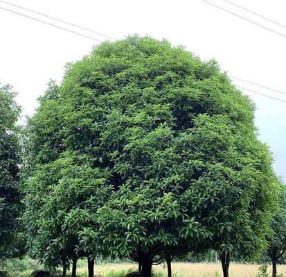 院子里种什么树？——选择适合家庭的美丽花木（适合家庭种植的美丽花木推荐；怎样选择适合自家院子的花木？）