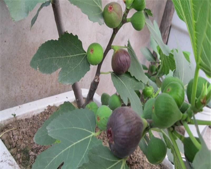 无花果树种植技巧（打造丰收的无花果果园，学会这些关键技巧）