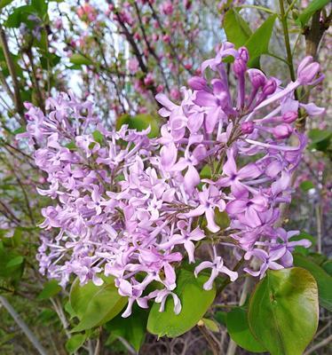 丁香花的色彩之美（颜色演绎出的不同情感）