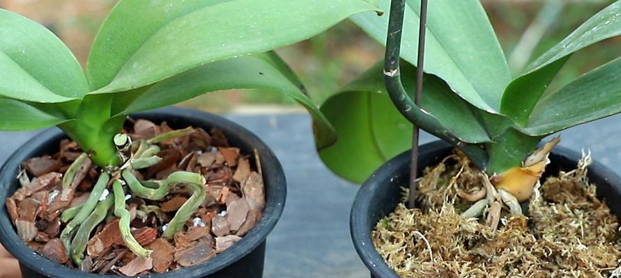 蝴蝶兰的养殖方法与浇水技巧（打造健康高产的蝴蝶兰花园）