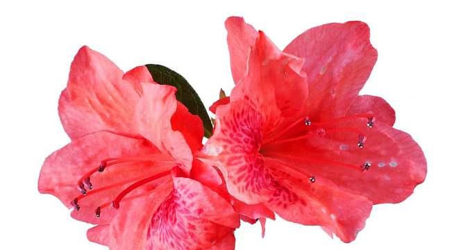 杜鹃花的品种及特点（探究杜鹃花丰富多彩的世界）