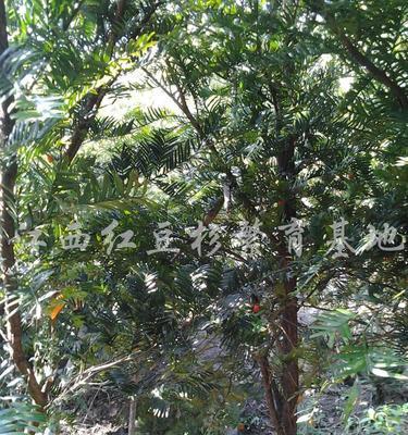 探秘红豆杉——神秘树种的形态、生长和保护（红豆杉的外观和生态特征）