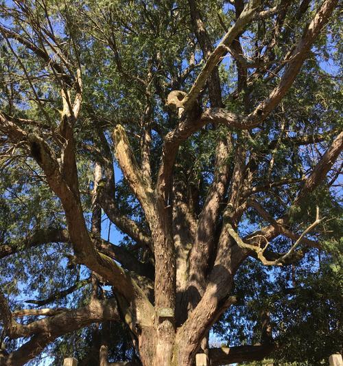 探秘红豆杉——神秘树种的形态、生长和保护（红豆杉的外观和生态特征）