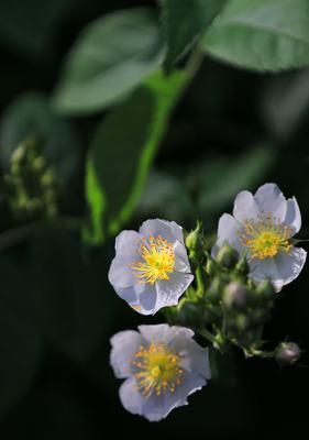 野蔷薇的象征意义（探秘野蔷薇的文化内涵）