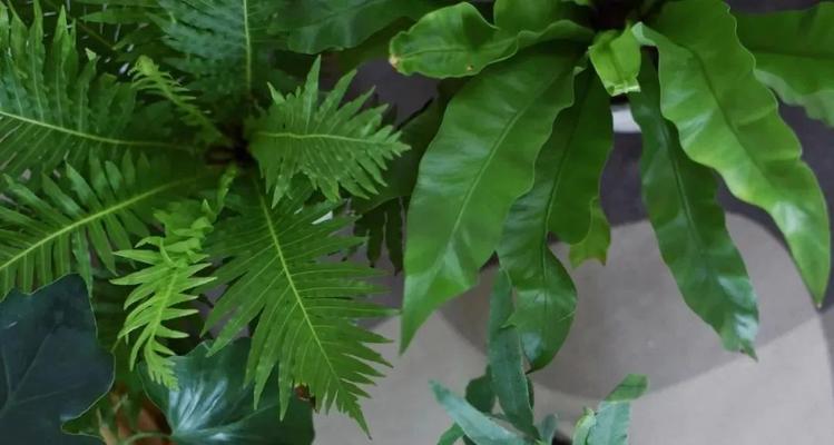 一年生植物的生命周期（探究一年生植物的生长、开花、结果周期）