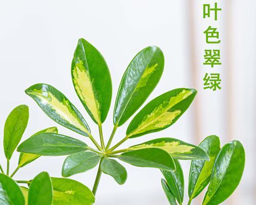 常见室内绿化植物有哪些（盘点十大室内绿化植物）