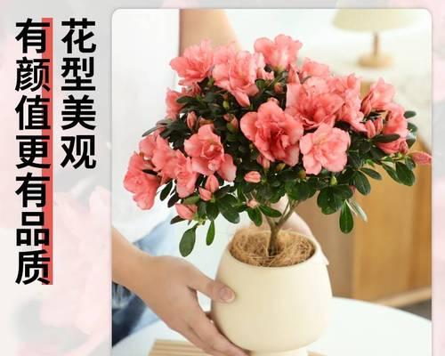 杜鹃花怎么养护（杜鹃花的养殖方法和注意事项）