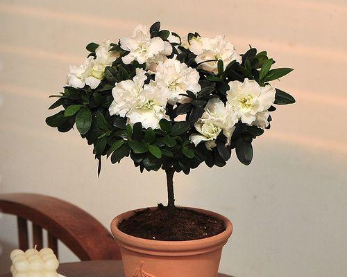 杜鹃花怎么养护（杜鹃花的养殖方法和注意事项）