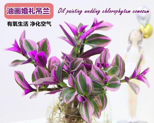 吊兰花怎么养殖方法（家养吊兰的技巧）