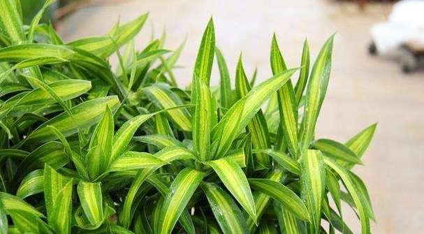 百合竹的养殖方法（打造美丽花坛，从百合竹开始）