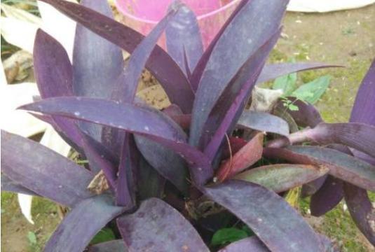 紫竹梅的养殖方法（打造美丽庭院的秘密武器——紫竹梅的养殖）