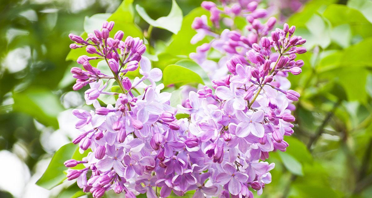 丁香花什么时候开花（有关丁香花的花期时间）