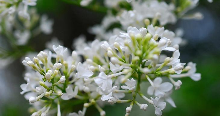 丁香花什么时候开花（有关丁香花的花期时间）