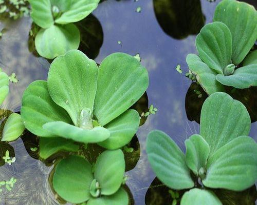 改善水质最强的水生植物是什么（适合水生植物大全）