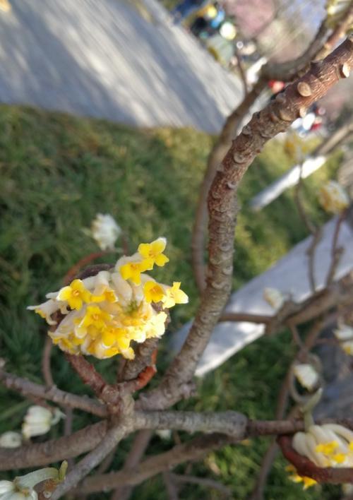 结香花怎么养才能开花（详解结香花的养护知识）