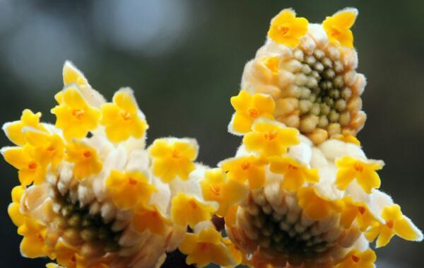 结香花怎么养才能开花（详解结香花的养护知识）