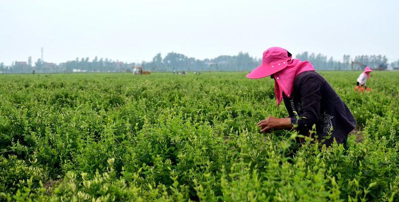 金银花种植技术与栽培管理（培育健康金银花的关键）