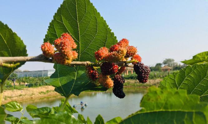 桑树几月份成熟采摘（桑树种植方法和条件）