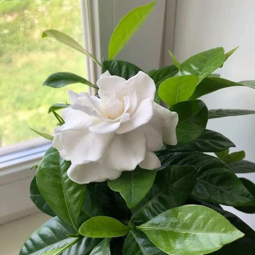 栀子花怎么样才能开花（栀子花催花小窍门）