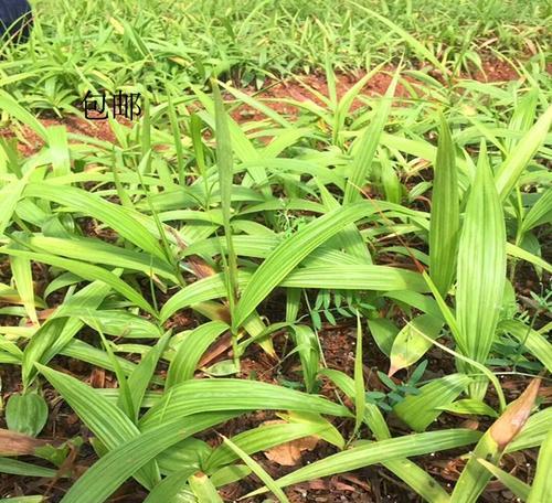 白兰花什么时候种植好（白兰花盆栽养殖方法讲解）