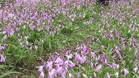 白兰花什么时候种植好（白兰花盆栽养殖方法讲解）