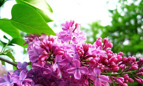 丁香花的特点和精神（描述丁香花的外形特征）