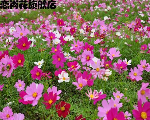 格桑花种子怎么种植（格桑花播种时间和方法）