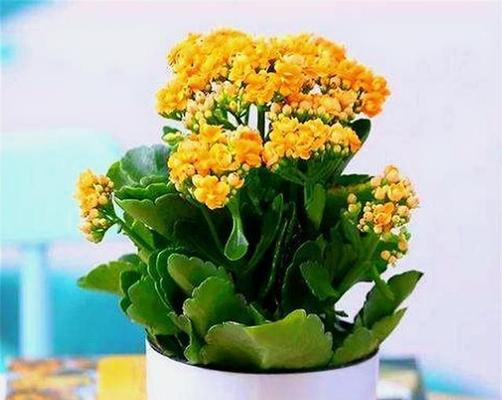 怎样养殖长寿花盆栽（长寿花养殖方法与技巧）