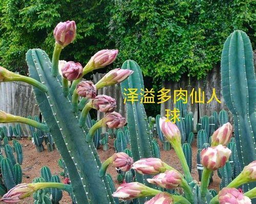 仙人掌怎么种植方法（详解仙人掌的养护知识）