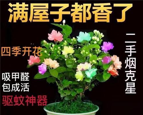 四季花有哪些品种（盘点五种四季开花的花卉）