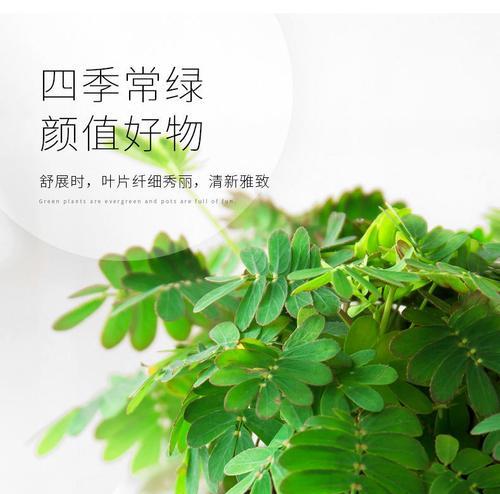 含羞草怎么养护（简述含羞草养护方法及注意事项）