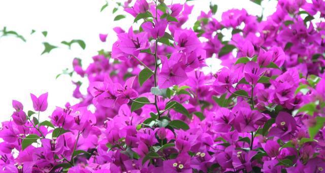 一年四季都盛开的花是什么花（看的四季开花植物）