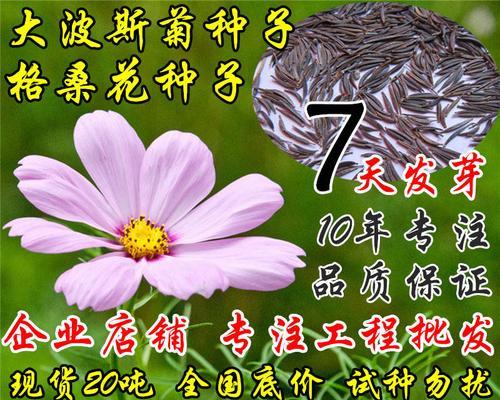 波斯菊种子催芽方法（掌握关键技巧，培育美丽波斯菊）