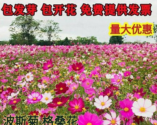 波斯菊种子催芽方法（掌握关键技巧，培育美丽波斯菊）