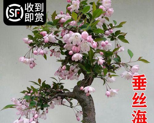 海棠花几月开花（观赏海棠花花期简介）