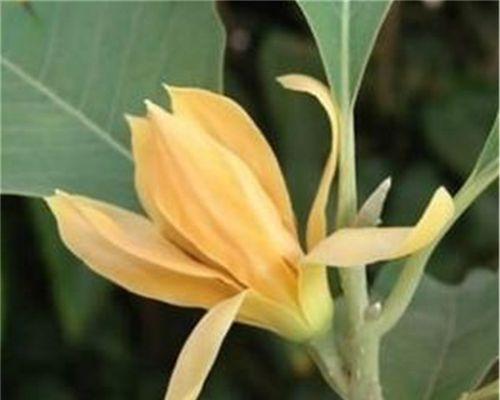 白兰花的种植方法及养护（从选种到栽培，打造美丽白兰花花园）