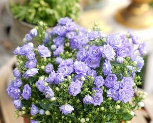 紫风铃花好养吗（有关风铃花的养殖技巧）
