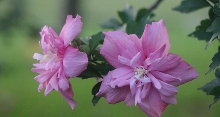 木槿花怎么养才能茂盛（木槿花的养护小妙招）