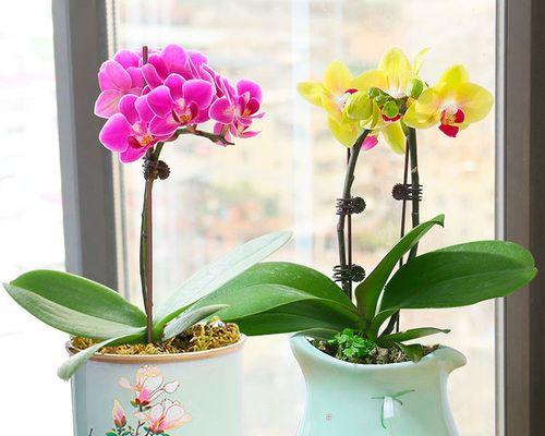 兰花日常怎样养护（兰花种植与养护技术）