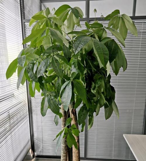 发财树怎么养才能更旺盛（关于发财树的养护要点）
