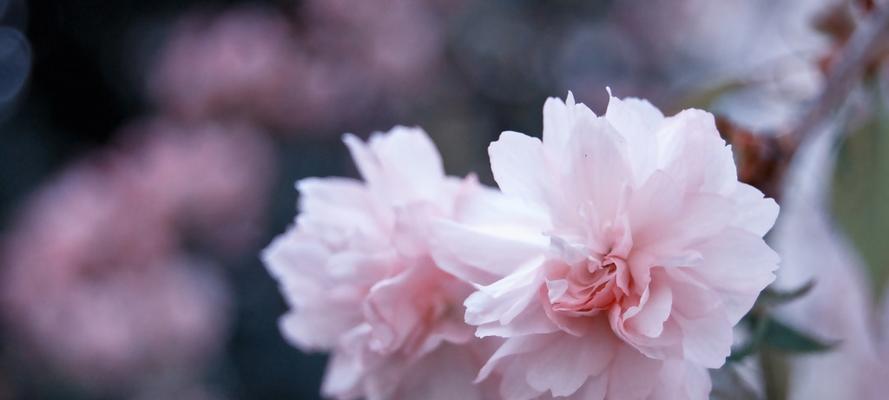 樱花种子怎么种（樱花的栽培技术要点）