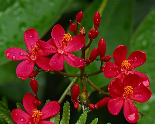 樱花种子怎么种（樱花的栽培技术要点）