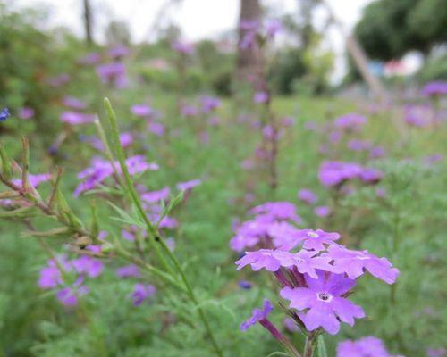 樱花种子怎么种（樱花的栽培技术要点）