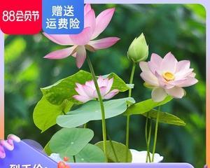 水培睡莲的种植方法和时间（关于睡莲的养护步骤）