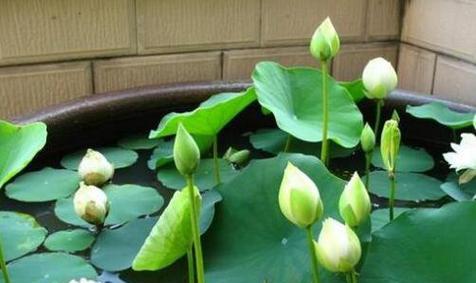 水培睡莲的种植方法和时间（关于睡莲的养护步骤）