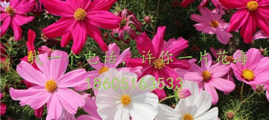 波斯菊种子怎么种（波斯菊的种植方法和时间）