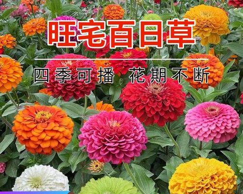 波斯菊种子怎么种（波斯菊的种植方法和时间）