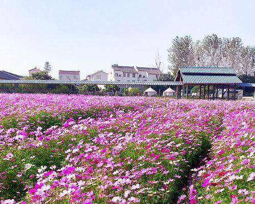 波斯菊种子怎么种（波斯菊的种植方法和时间）