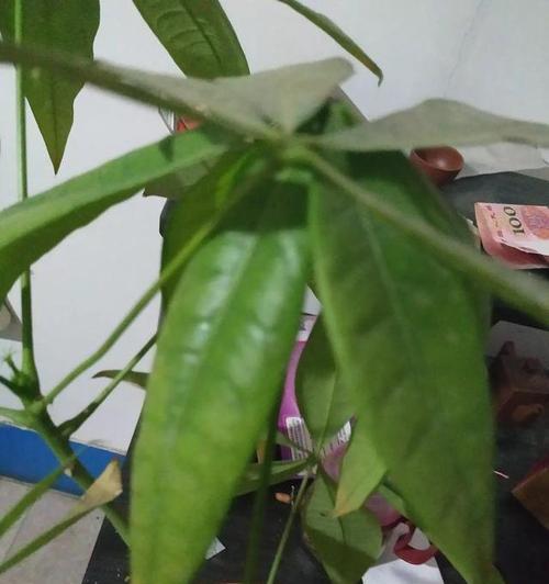 发财树发黄掉叶子怎么办（养护发财树的注意事项）