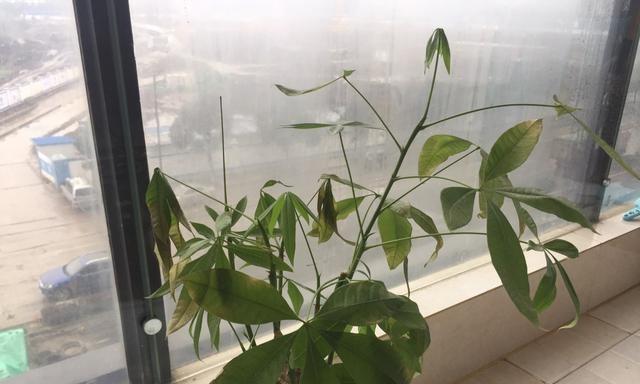 发财树发黄掉叶子怎么办（养护发财树的注意事项）